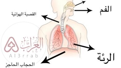 الوظائف الرئيسة للجهاز التنفسي