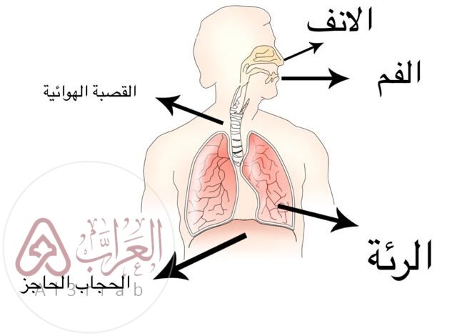 الوظائف الرئيسة للجهاز التنفسي