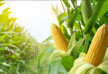 ما سبب أهميت نبات التيوسنت البري