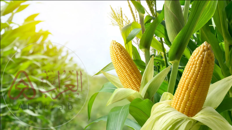 ما سبب أهميت نبات التيوسنت البري