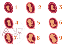 تنمو التوتة في اليوم الخامس من مراحل نمو الجنين لتصبح كرة جوفاء