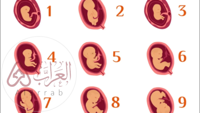 تنمو التوتة في اليوم الخامس من مراحل نمو الجنين لتصبح كرة جوفاء