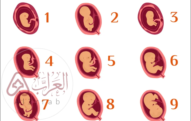 تنمو التوتة في اليوم الخامس من مراحل نمو الجنين لتصبح كرة جوفاء