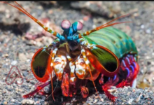 من هو الحيوان الذي يرى الملائكة