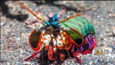 من هو الحيوان الذي يرى الملائكة