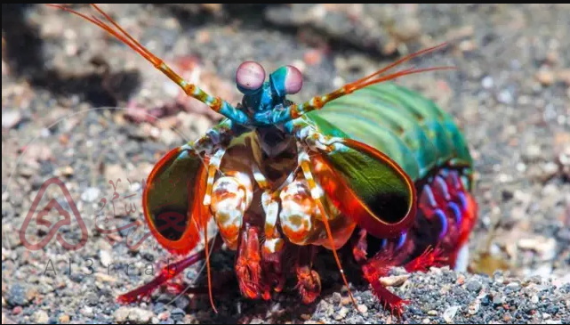 من هو الحيوان الذي يرى الملائكة