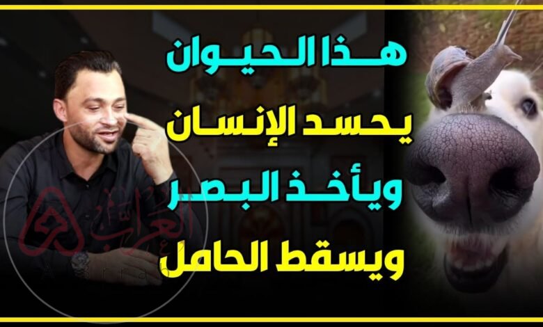 من هو الحيوان الذي يحسد الإنسان ويأخذ البصر ويسقط المرأة الحامل‼😳