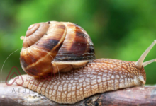 حل سؤال:الخيشوم هو عضو شبيه باللسان يوجد في العديد من الرخويات. صواب خطأ