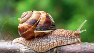 حل سؤال:الخيشوم هو عضو شبيه باللسان يوجد في العديد من الرخويات. صواب خطأ