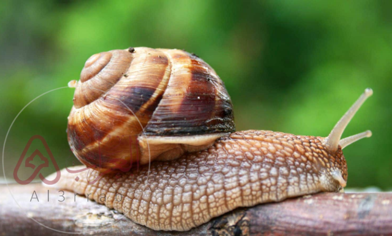 حل سؤال:الخيشوم هو عضو شبيه باللسان يوجد في العديد من الرخويات. صواب خطأ