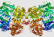 إنزيم الأنسولين يدخل في عملية هضم البروتينات.