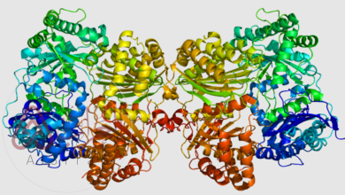 إنزيم الأنسولين يدخل في عملية هضم البروتينات.