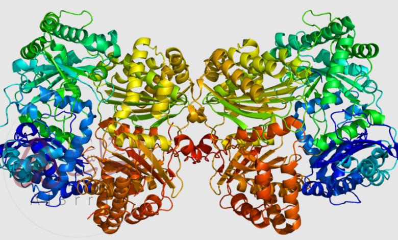 إنزيم الأنسولين يدخل في عملية هضم البروتينات.