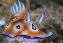 الخيشوم هو عضو شبيه باللسان يوجد في العديد من الرخويات.