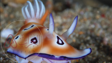 الخيشوم هو عضو شبيه باللسان يوجد في العديد من الرخويات.