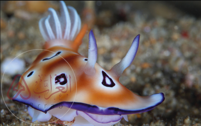 الخيشوم هو عضو شبيه باللسان يوجد في العديد من الرخويات.