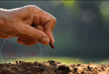 معظم النباتات التي نعرفها عبارة عن نباتات