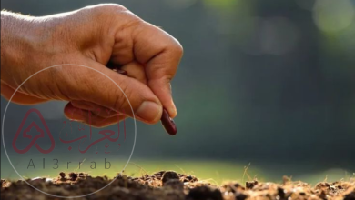 معظم النباتات التي نعرفها عبارة عن نباتات