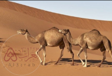 كلما زادت قدرة المخلوق على التكيف مع العوامل الحيوية وغير الحيوية زادت قدرته على