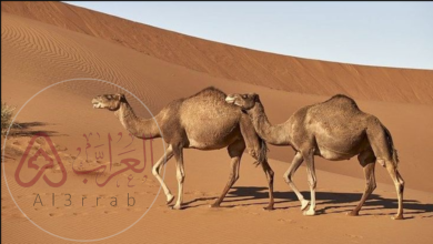 كلما زادت قدرة المخلوق على التكيف مع العوامل الحيوية وغير الحيوية زادت قدرته على