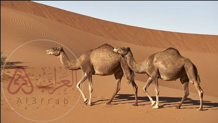 كلما زادت قدرة المخلوق على التكيف مع العوامل الحيوية وغير الحيوية زادت قدرته على