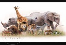 من خصائص الحيوانات أنها مخلوقات حية عديدة الخلايا– شرح مبسط للطلاب