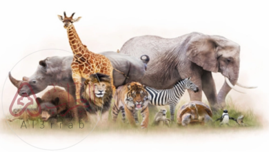 من خصائص الحيوانات أنها مخلوقات حية عديدة الخلايا– شرح مبسط للطلاب