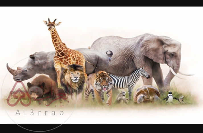 من خصائص الحيوانات أنها مخلوقات حية عديدة الخلايا– شرح مبسط للطلاب